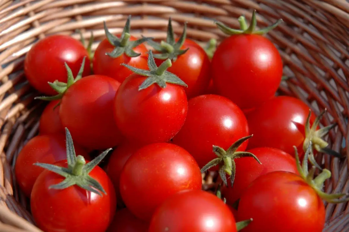 معجزه گوجه فرنگی