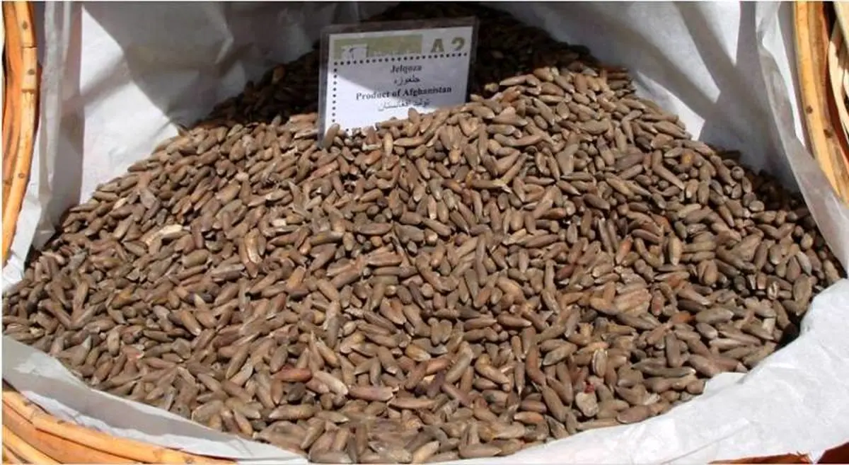 (ویدئو) اولین صادرات طالبان؛ جلغوزه به چین