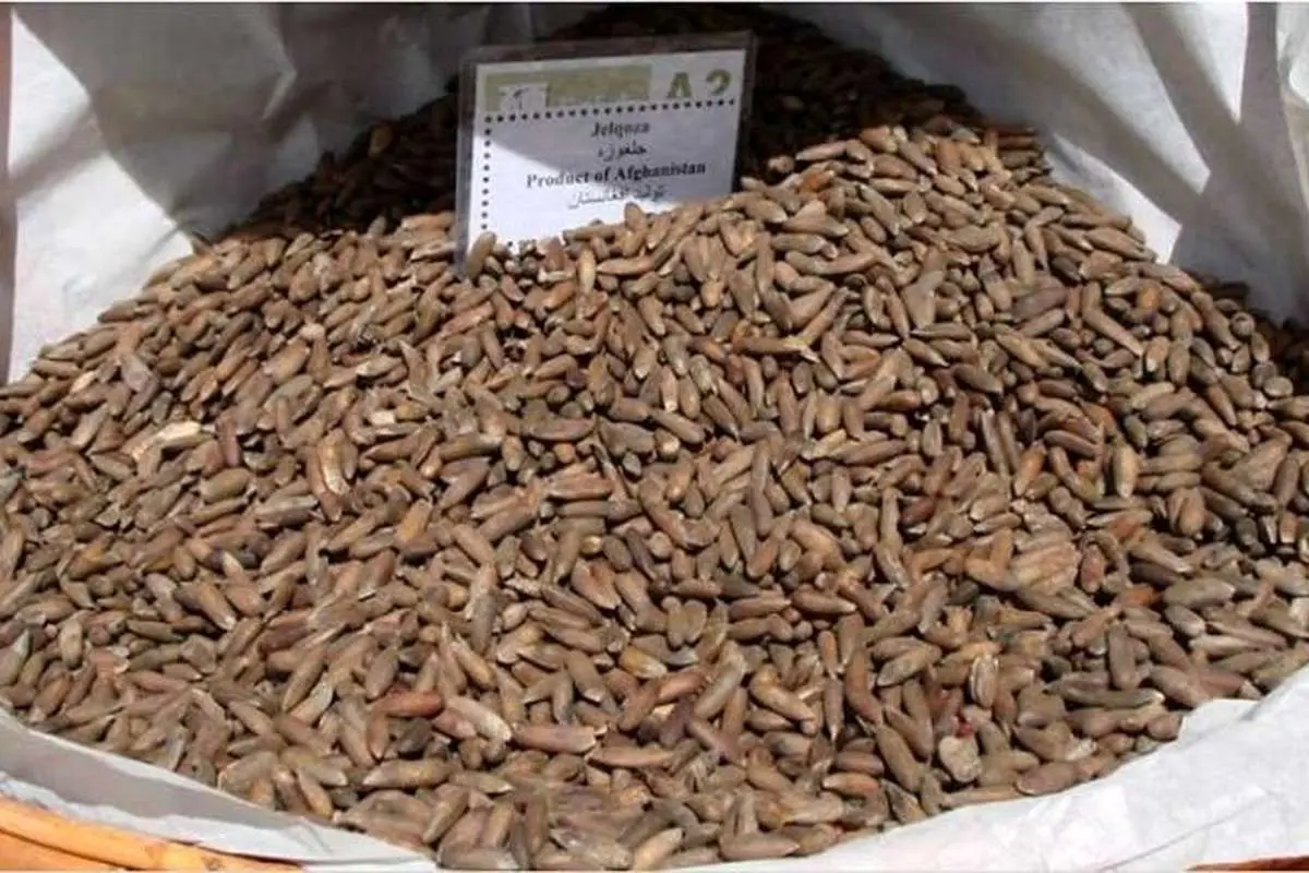(ویدئو) اولین صادرات طالبان؛ جلغوزه به چین