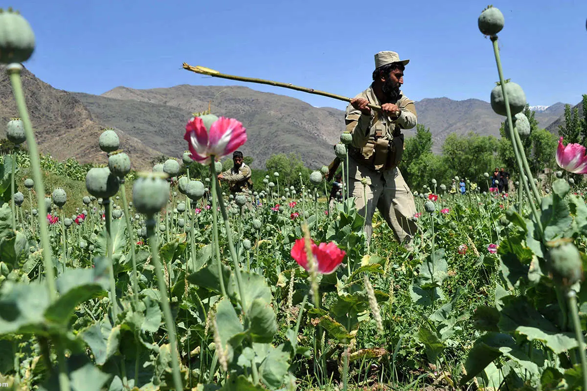 (ویدئو) رونق کشت خشخاش در افغانستان برخلاف وعده طالبان