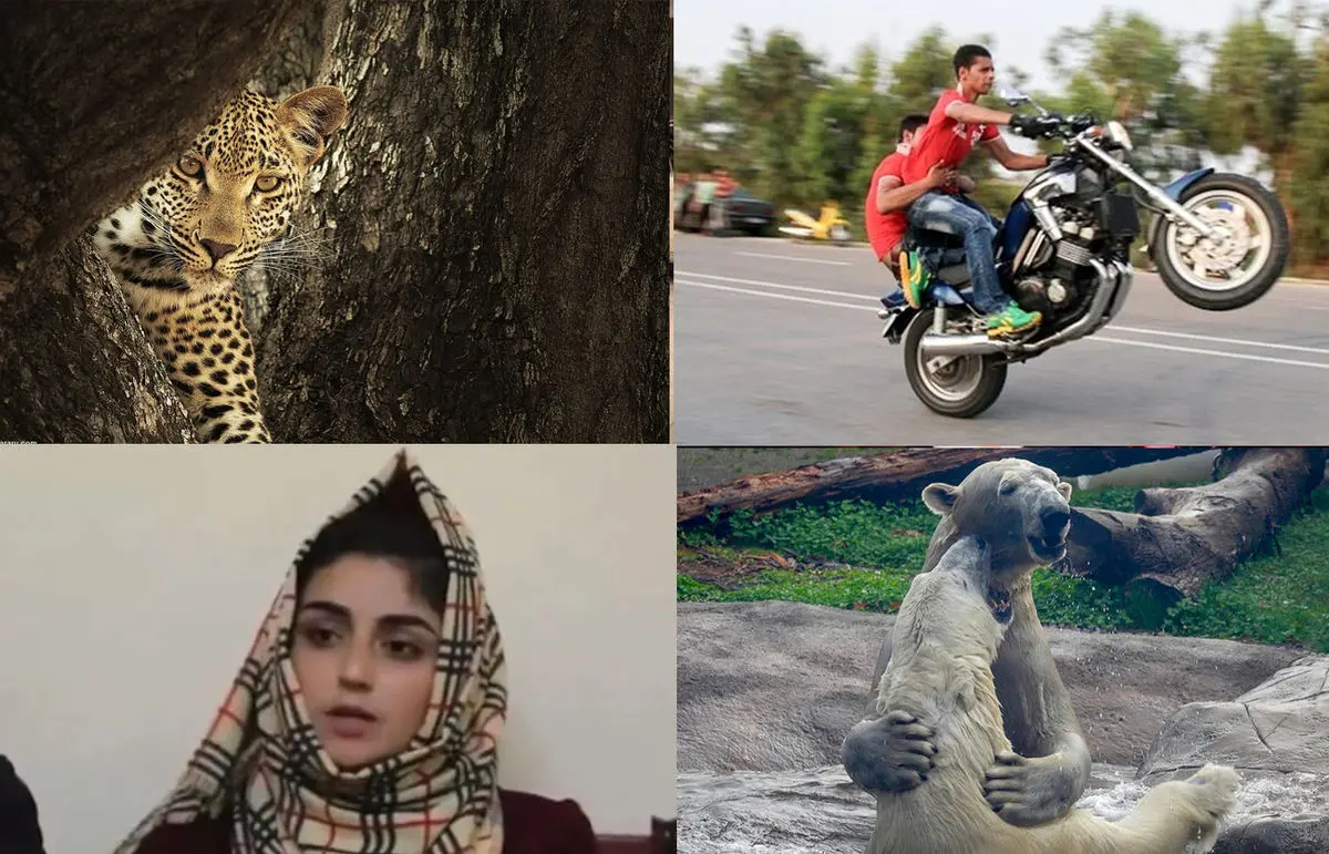 (ویدئو) از اعترافات جنجالی دختر افغان تا حرکات خطرناک جوان تهرانی