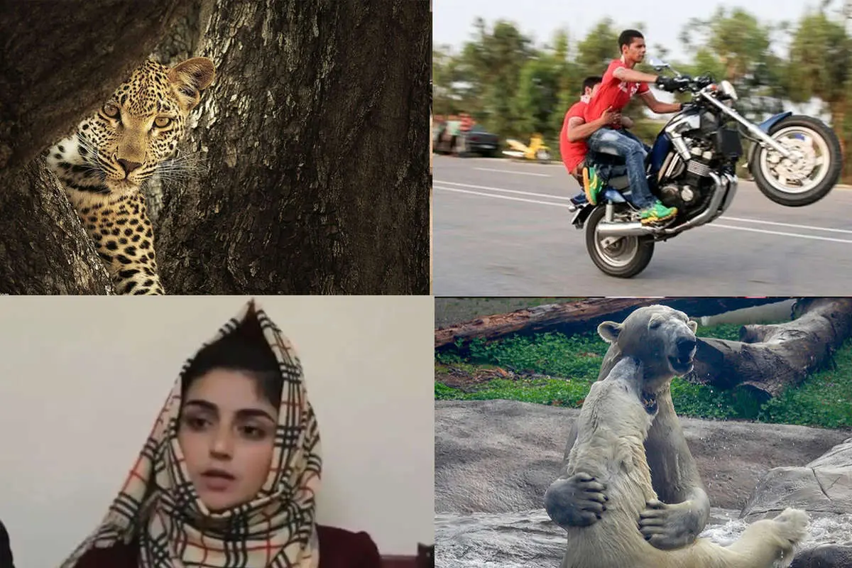 (ویدئو) از اعترافات جنجالی دختر افغان تا حرکات خطرناک جوان تهرانی
