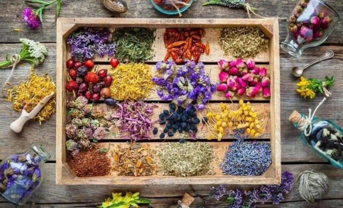 "بینی الکترونیک"؛ روشی برای طبقه‌بندی آسان گیاهان دارویی