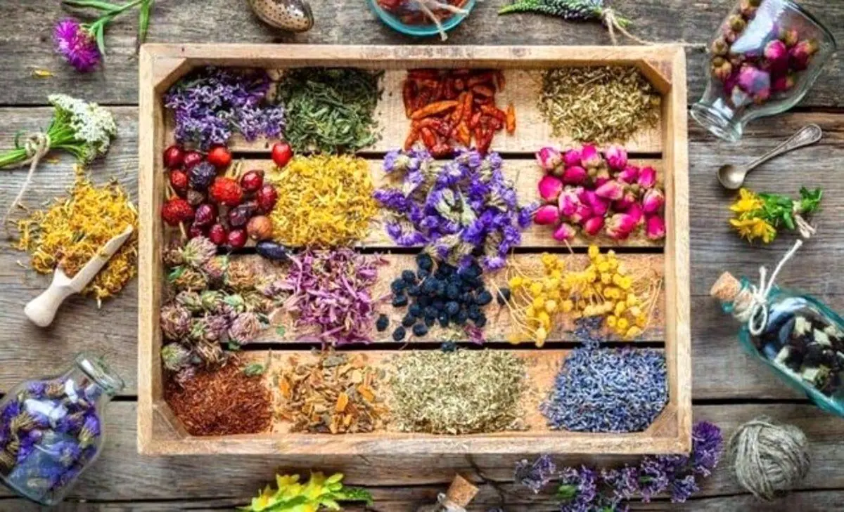 "بینی الکترونیک"؛ روشی برای طبقه‌بندی آسان گیاهان دارویی