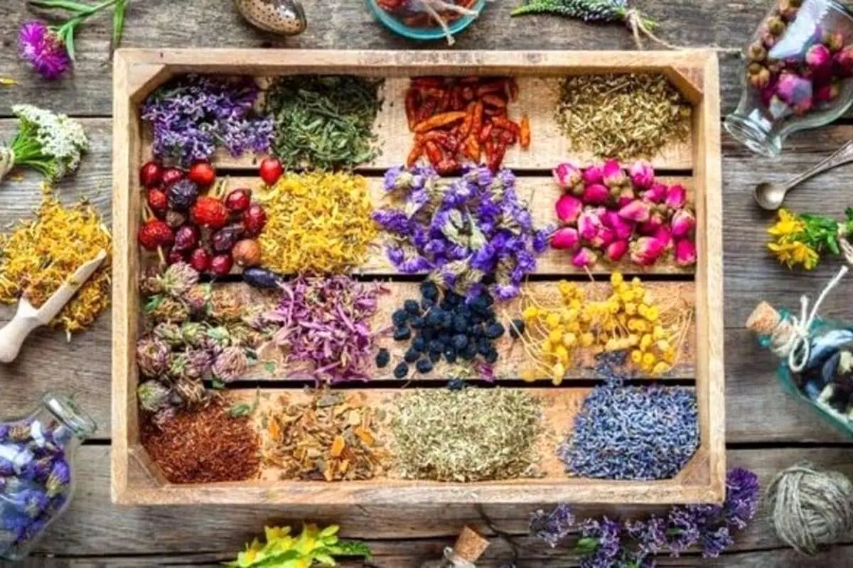 "بینی الکترونیک"؛ روشی برای طبقهبندی آسان گیاهان دارویی