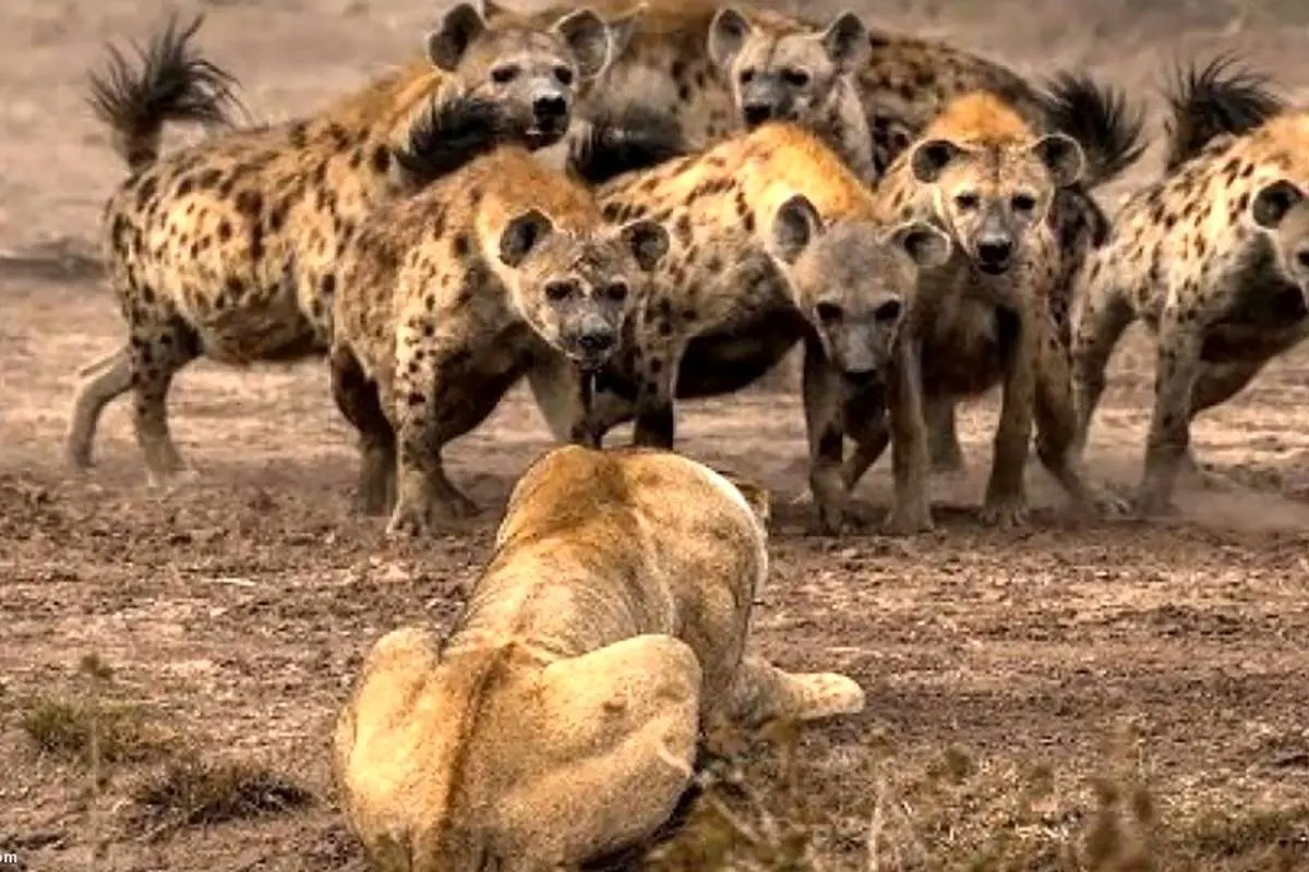 (ویدئو) حمله وحشیانه کفتارها به شیر تنها