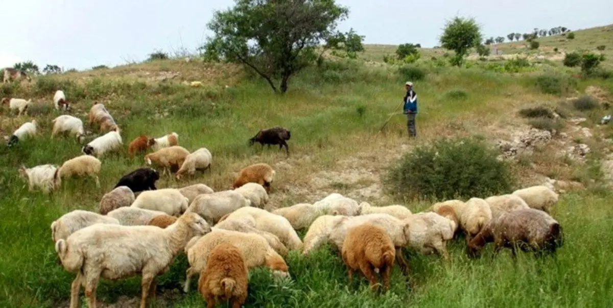 ماجرای استخدام چوپان در ارمنستان چه بود؟