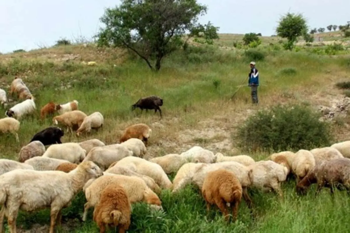 ماجرای استخدام چوپان در ارمنستان چه بود؟