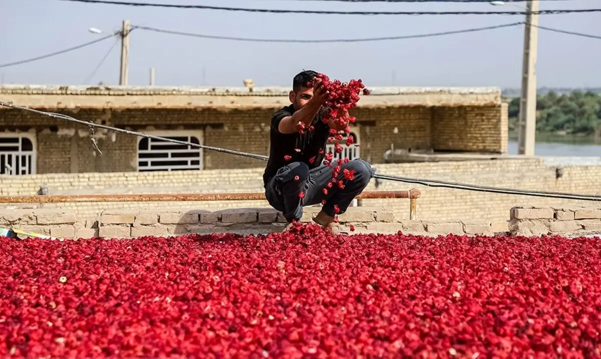 (تصاویر) برداشت چای ترش از مزارع کارون