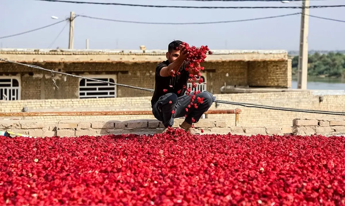 (تصاویر) برداشت چای ترش از مزارع کارون