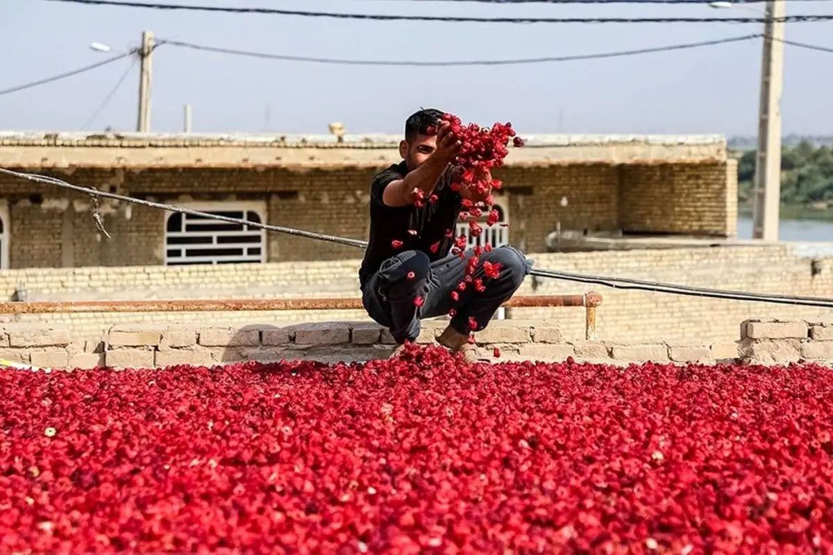 (تصاویر) برداشت چای ترش از مزارع کارون