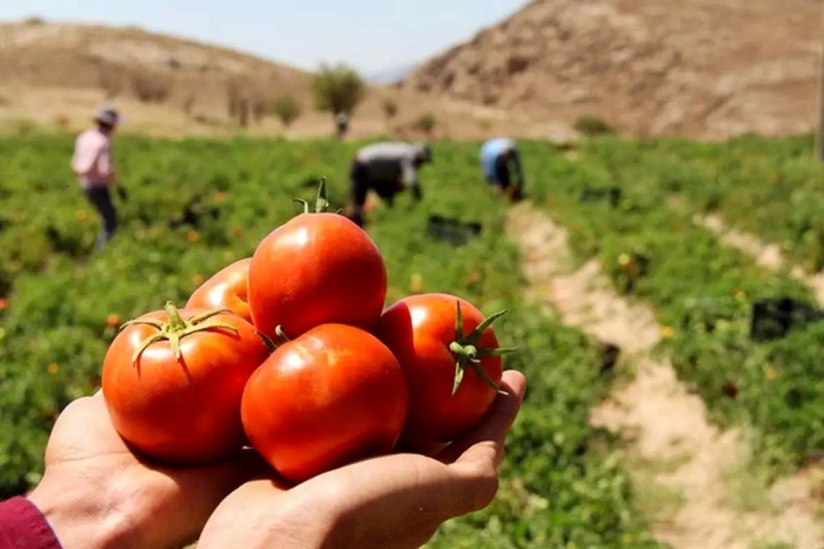 گوجه فرنگی تهران و قزوین یخ زد