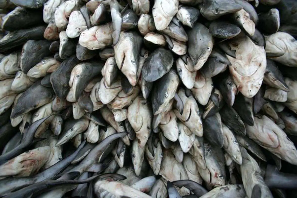 (تصاویر) دریایی از کوسههای صید شده!
