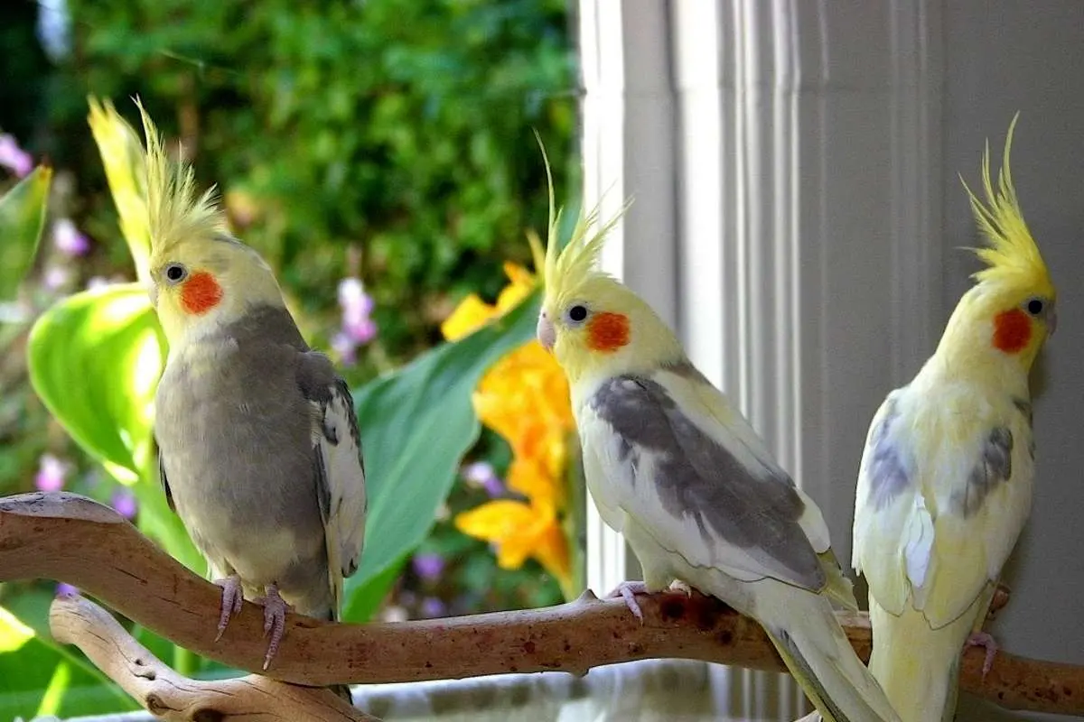 (ویدئو) تلاش جذاب یک عروس هلندی برای دوستی با یک کودک
