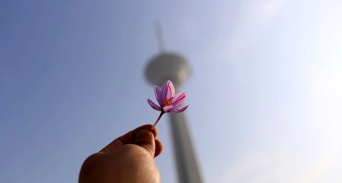 (عکس) کاشت زعفران در برج میلاد
