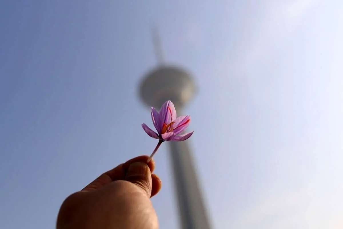 (عکس) کاشت زعفران در برج میلاد
