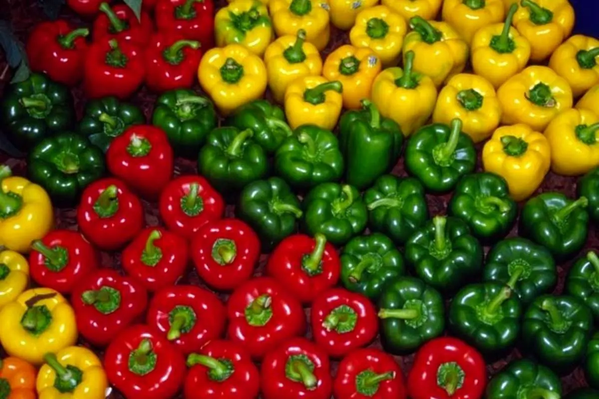 چرا روسیه فلفلهای ایرانی را نمیخرد؟