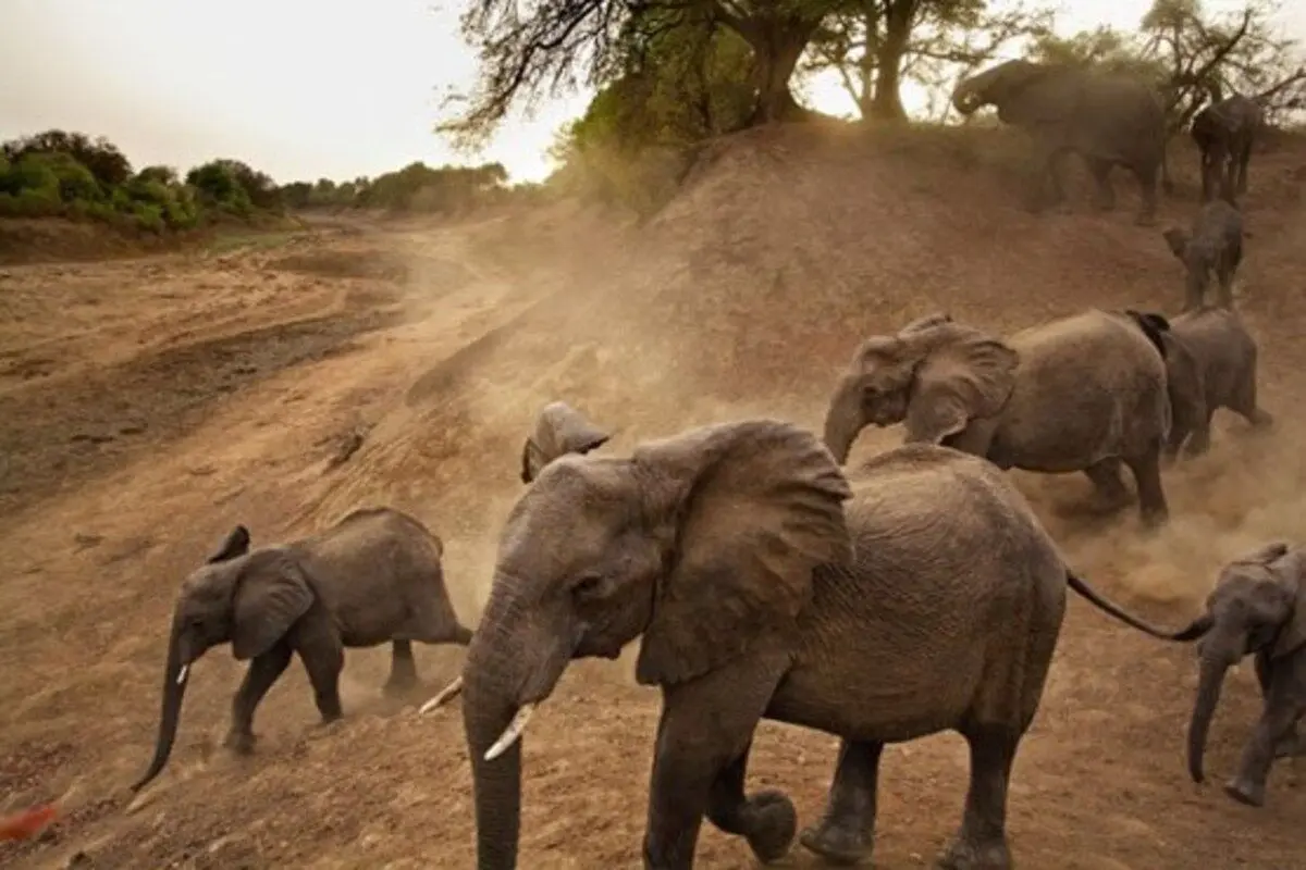 (ویدئو) خوشحالی فیل‌ها از دیدن مربی خود بعد از یک سال