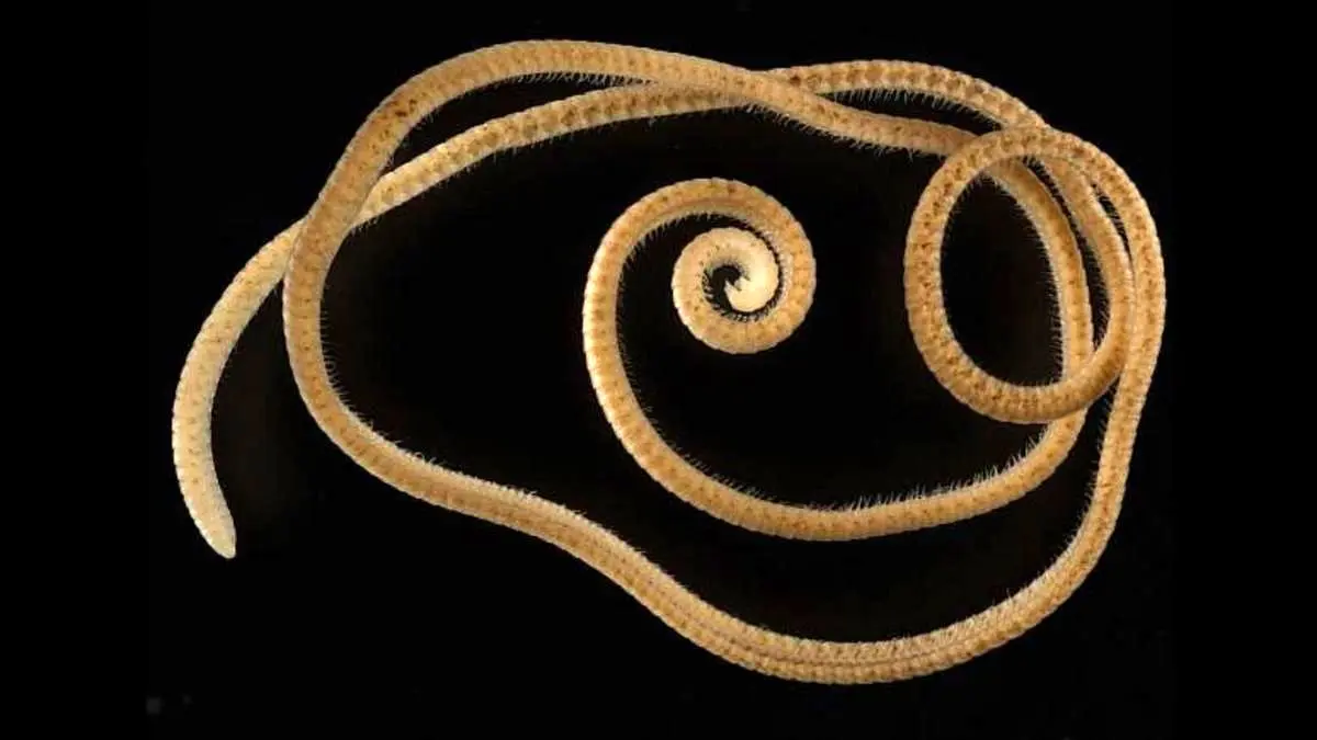 کشف یک موجود زیرزمینی با رکورد ۱۳۰۶ پا در استرالیا