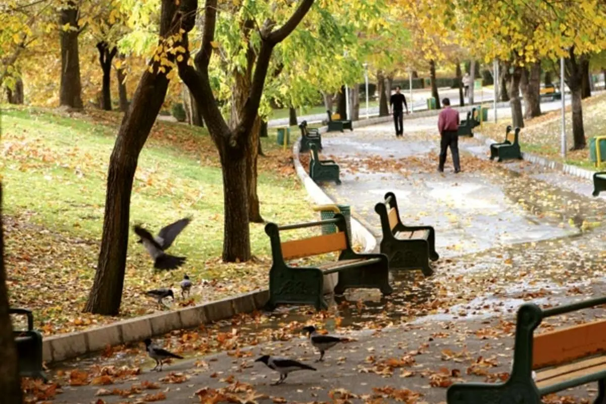 تهران؛ جولانگاه کلاغهایِ پیر