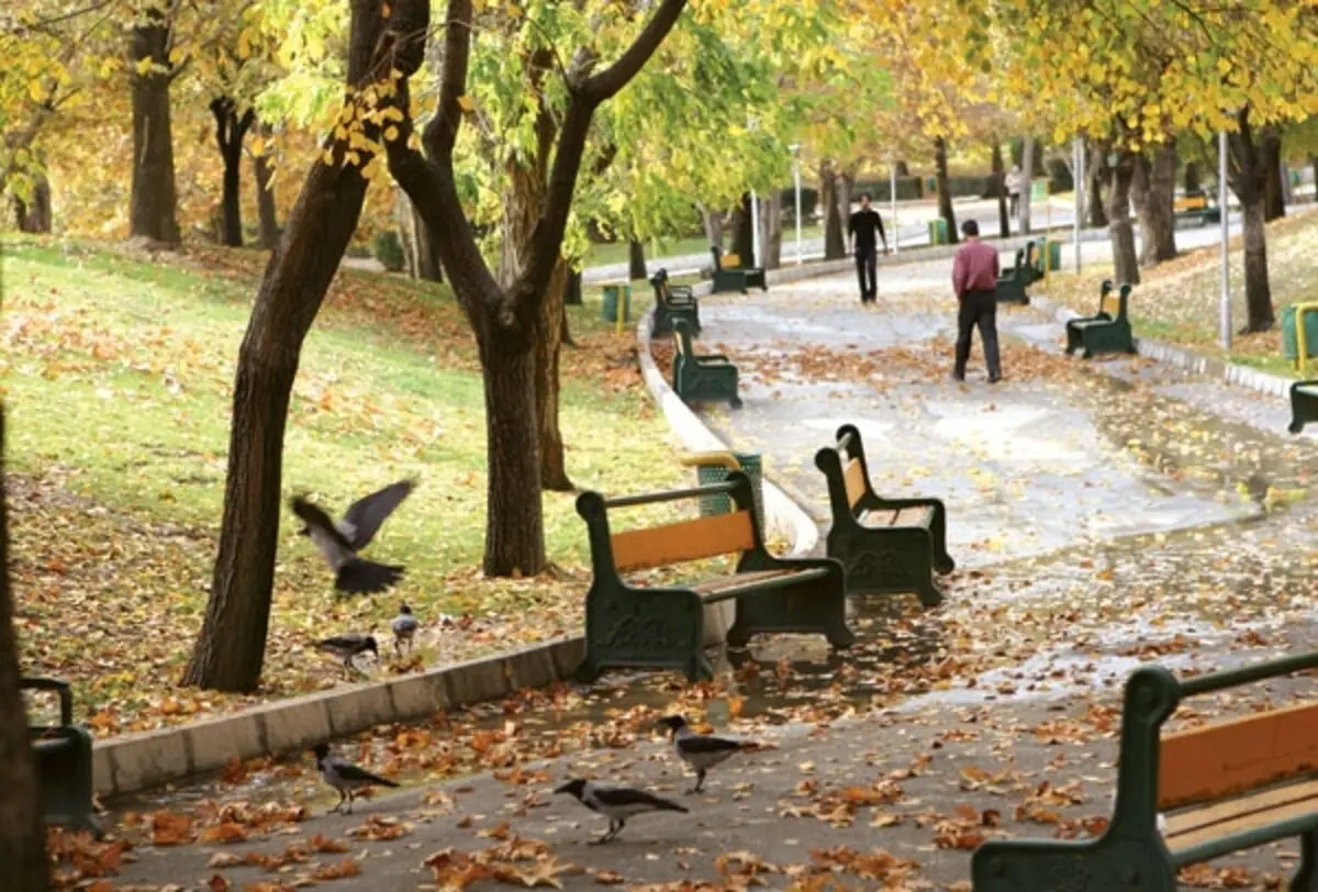 تهران؛ جولانگاه کلاغ‌هایِ پیر