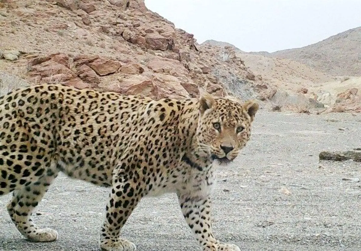 تصاویری نادر از دو پلنگ جوان در پارک ملی بمو