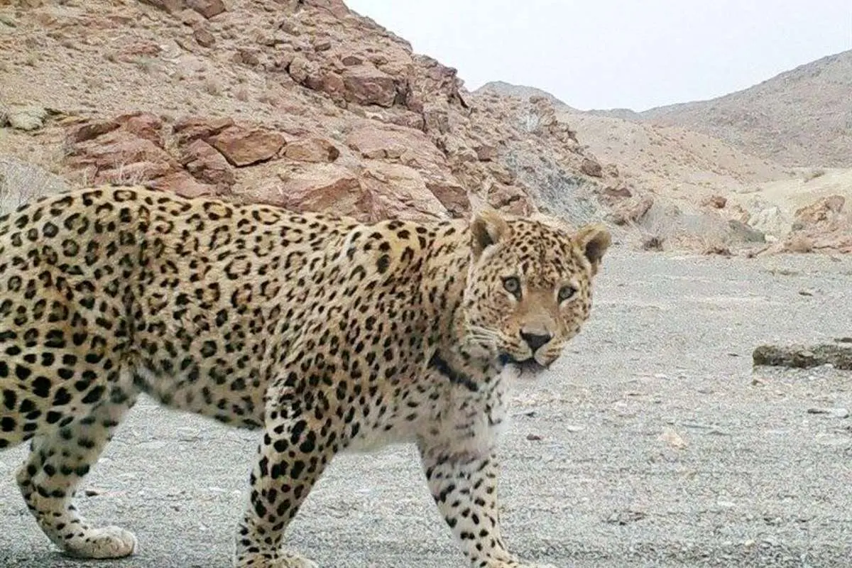 تصاویری نادر از دو پلنگ جوان در پارک ملی بمو
