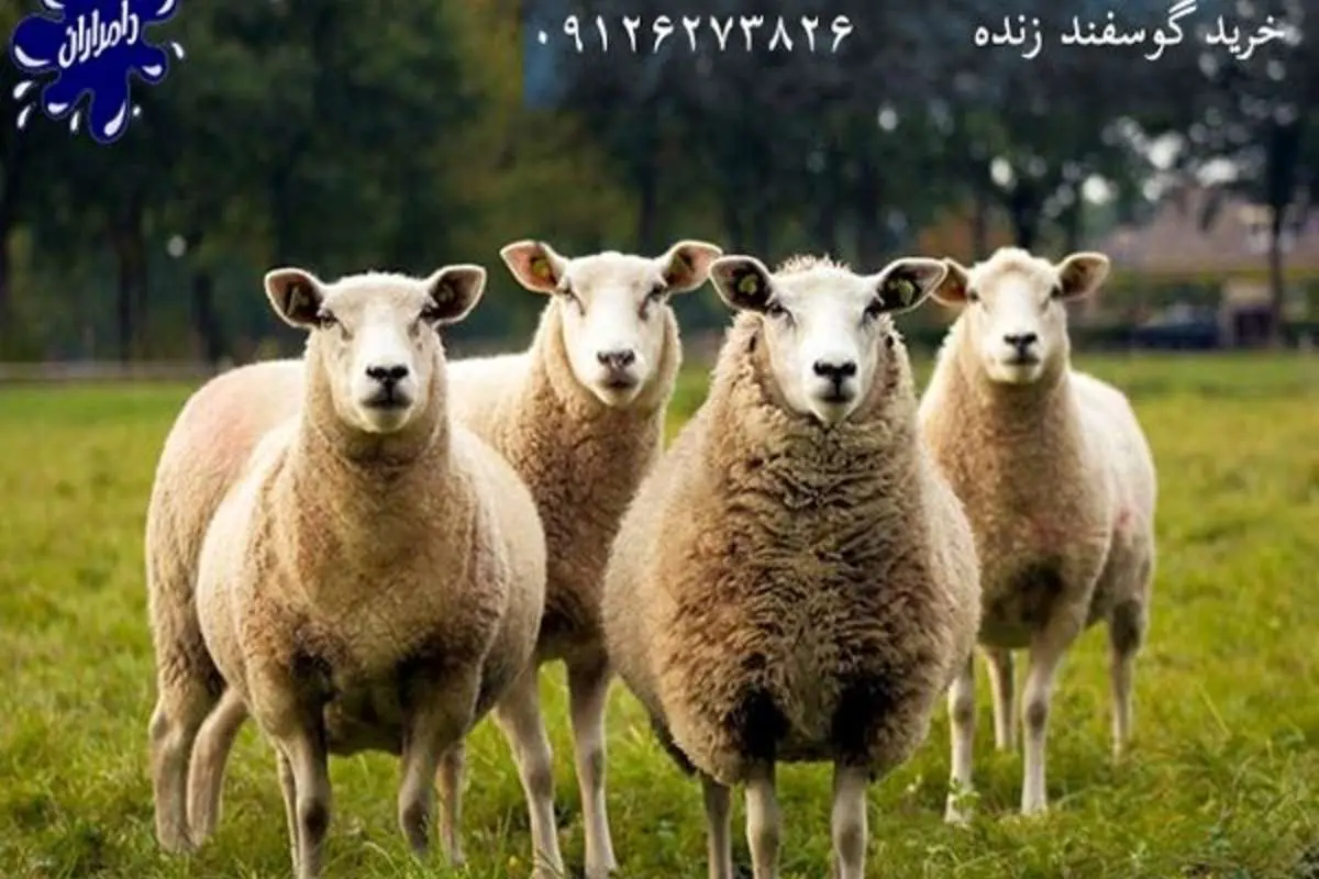 گوسفند بخریم یا نخریم؟