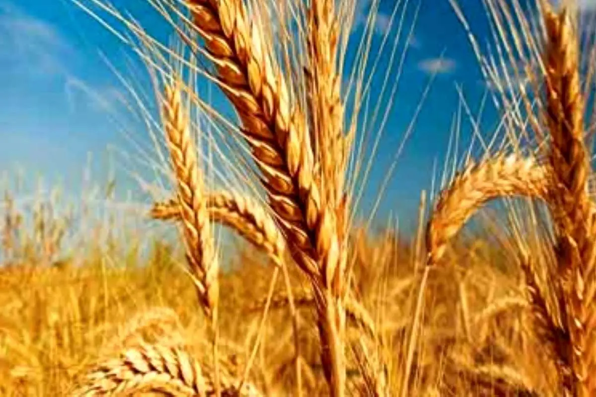 ایران گندم‌های روسی را برگشت زد