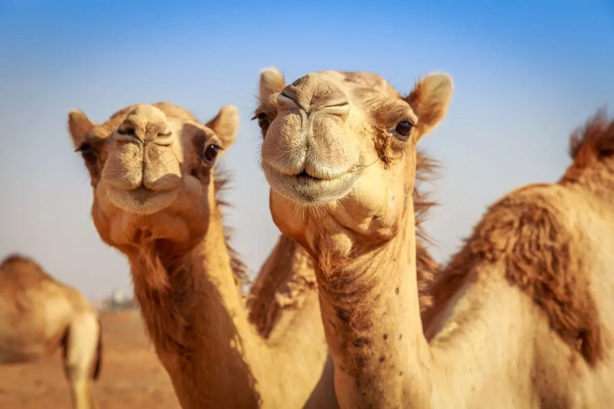 عربستان ترزیق ژل به لب شتر را ممنوع کرد