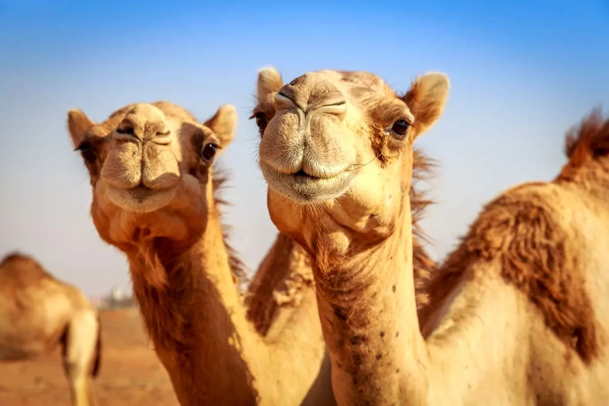عربستان ترزیق ژل به لب شتر را ممنوع کرد