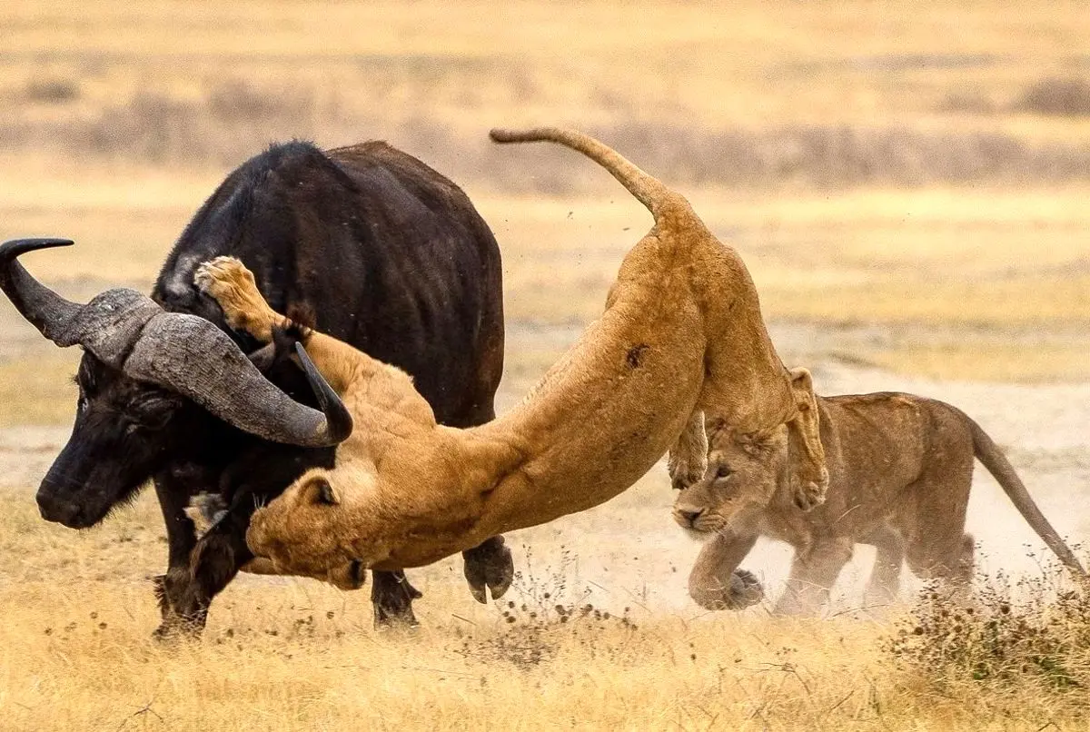 (ویدئو) نقشه شیر‌ها برای پرت کردن حواس گاومیش