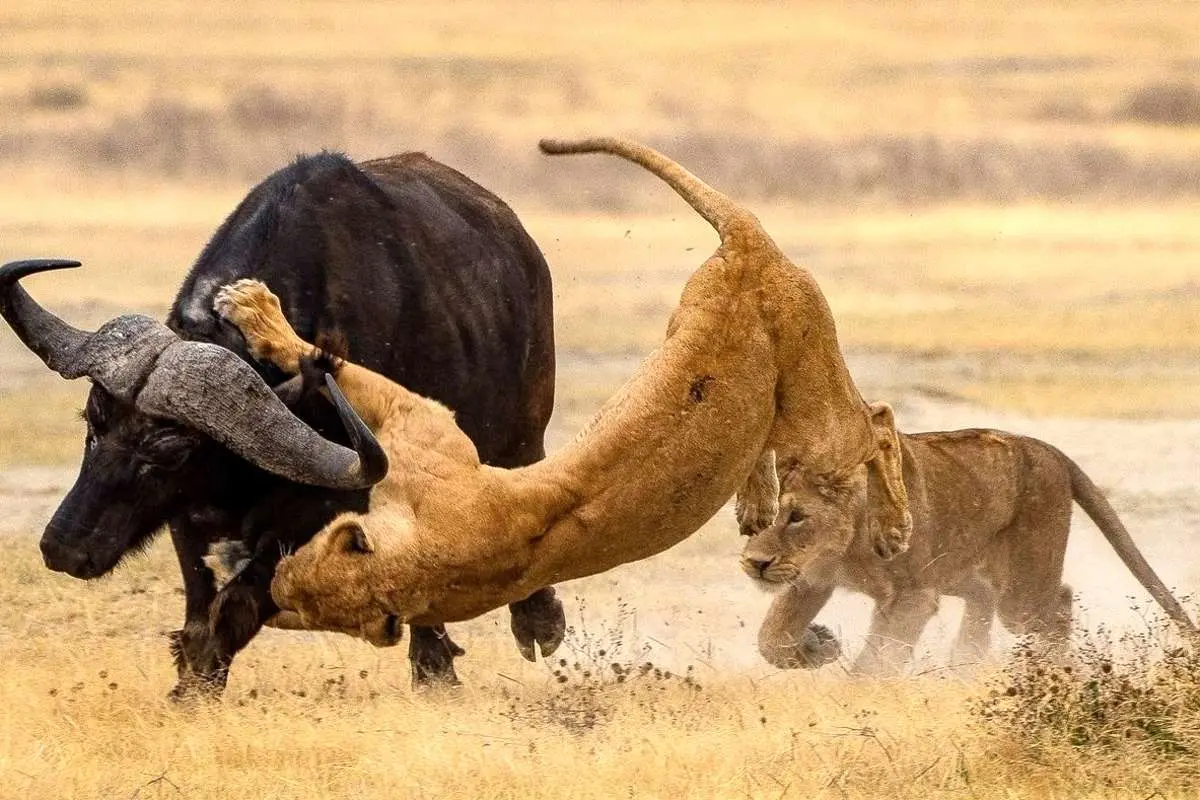 (ویدئو) نقشه شیر‌ها برای پرت کردن حواس گاومیش