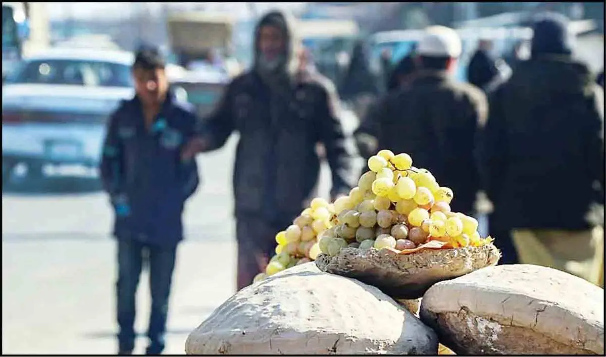 (ویدئو) کنگینه؛ تکنیک جالب انگور تازه شب یلدای افغانستان