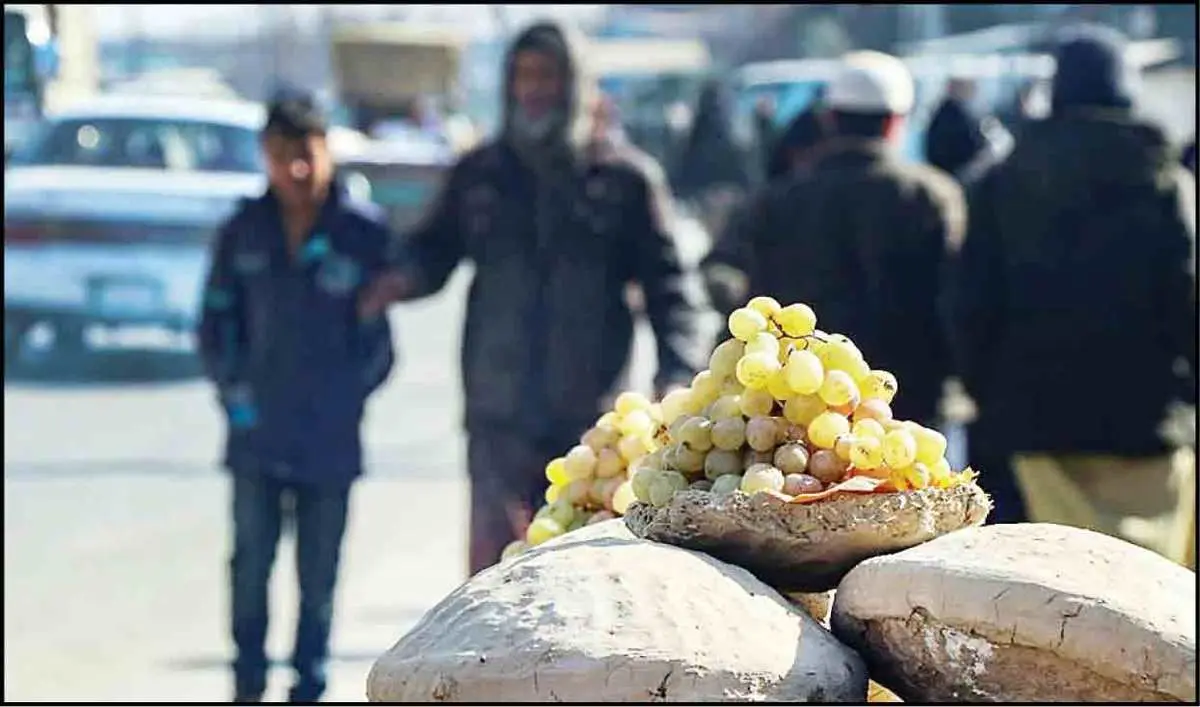 (ویدئو) کنگینه؛ تکنیک جالب انگور تازه شب یلدای افغانستان