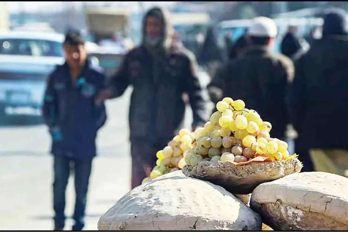 (ویدئو) کنگینه؛ تکنیک جالب انگور تازه شب یلدای افغانستان