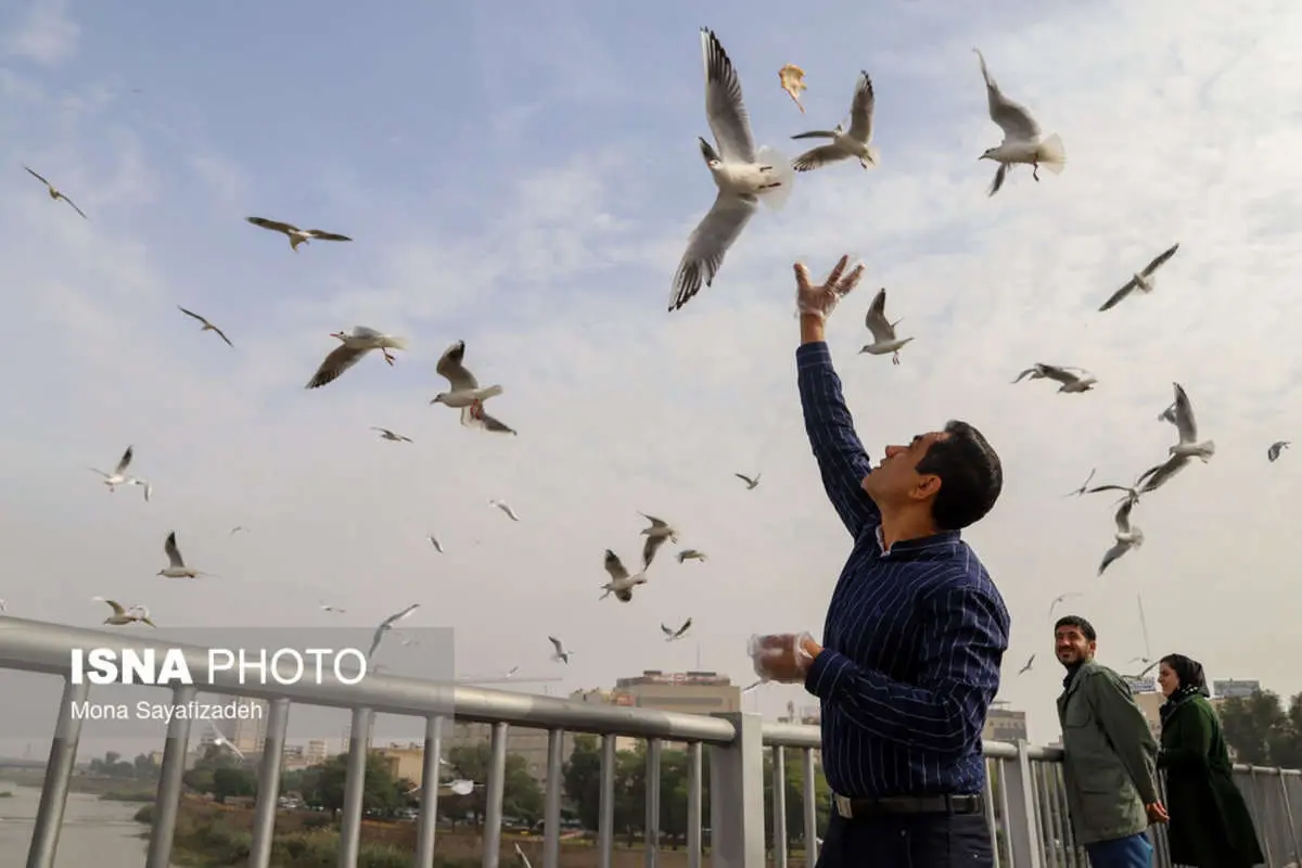 (تصاویر) پرندگان پل سفید اهواز