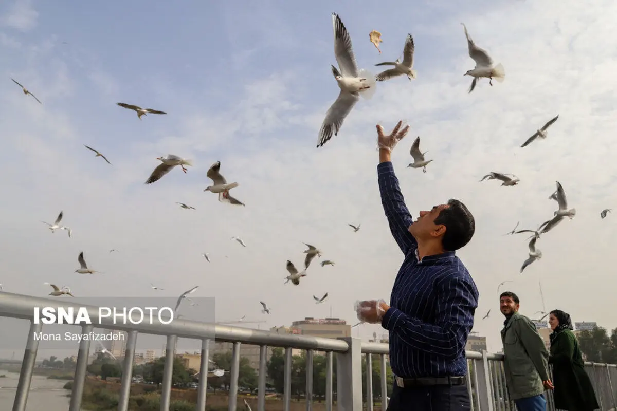 (تصاویر) پرندگان پل سفید اهواز