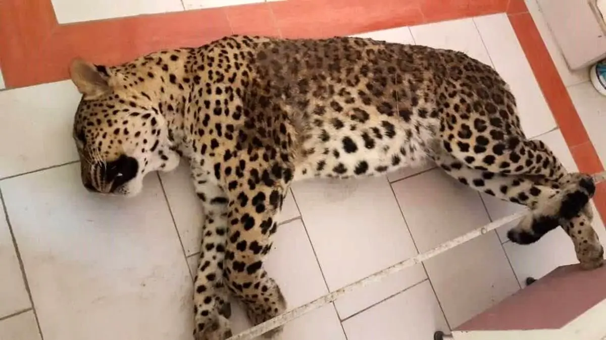 پیدا شدن جسد یک قلاده پلنگ در جنگل‌های کلاله