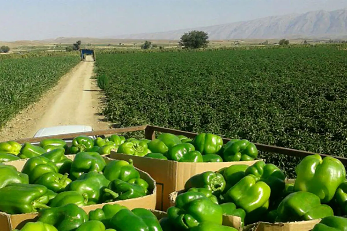 کاهش ۹۰ درصدی قیمت فلفل دلمهای در بازار