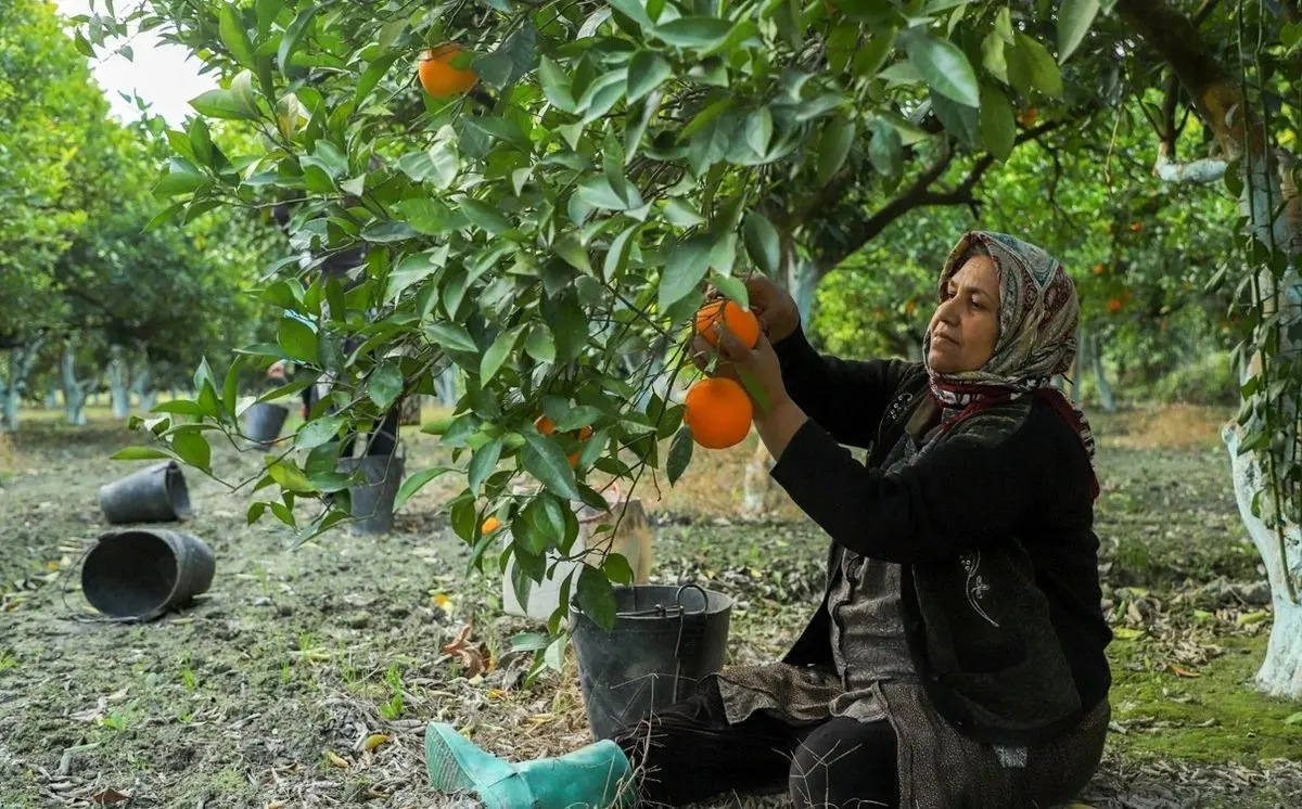 (تصاویر) برداشت پرتقال از باغات گلستان
