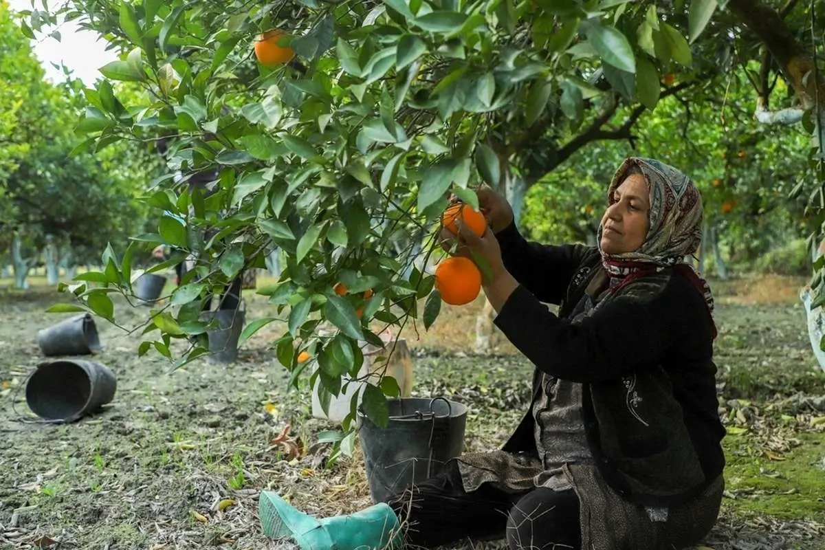 (تصاویر) برداشت پرتقال از باغات گلستان