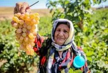 تصاویر؛ برداشت انگور کشمشی از تاکستان‌های خراسان شمالی