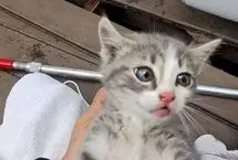 ببینید؛ نجات یک بچه‌گربه پس از ۱۸ ساعت گرفتاری در لوله فاضلاب