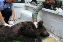 تلف شدن ۲ قلاده خرس قهوه‌ای بر اثر اصابت گلوله