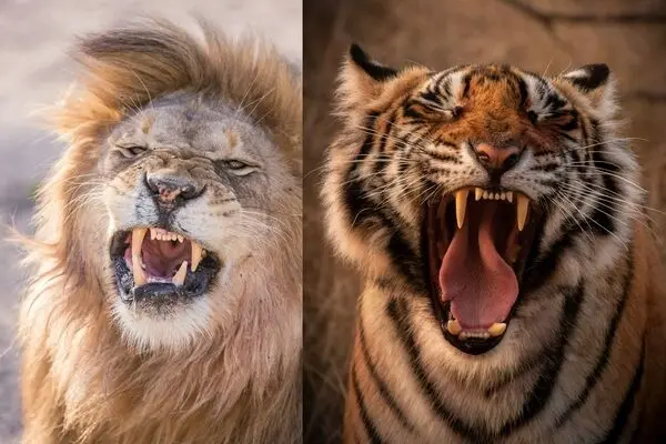 ویدئویی جنجالی از شیر نر و ببر پشت وانت!