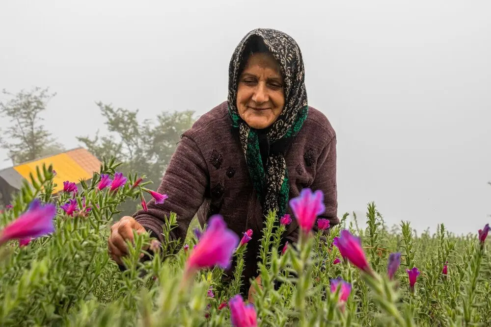  تصاویر؛ برداشت گل‌گاوزبان در روستای «آغوزبن» کندسر