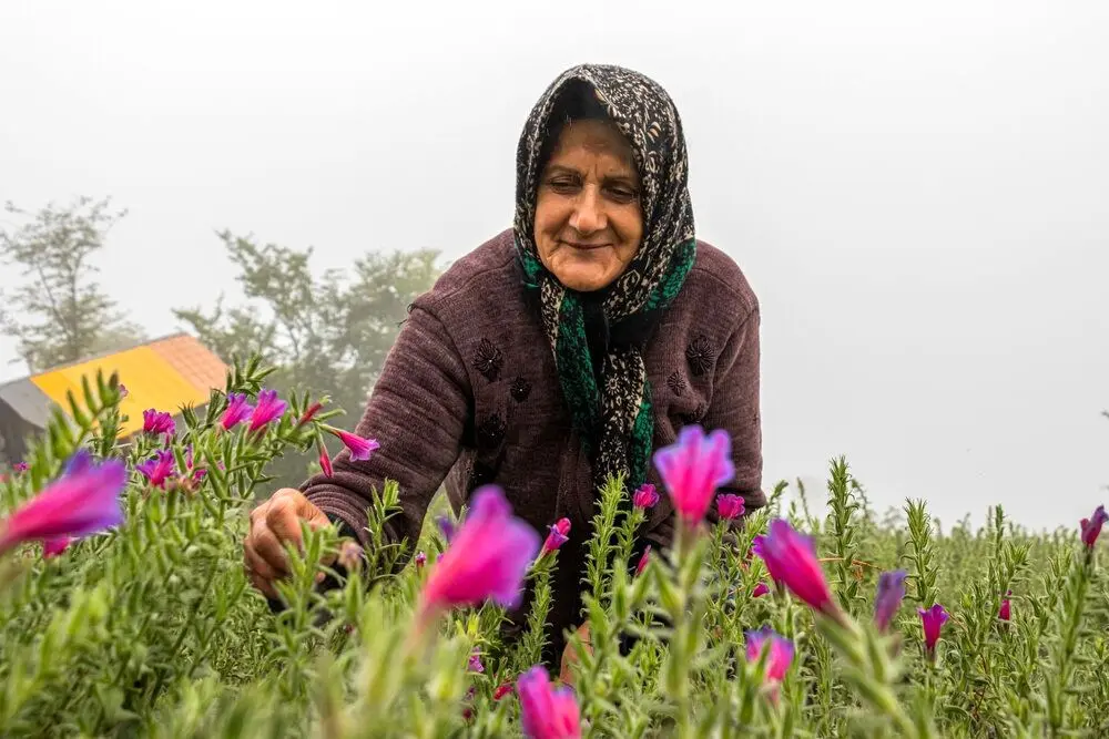  تصاویر؛ برداشت گل‌گاوزبان در روستای «آغوزبن» کندسر