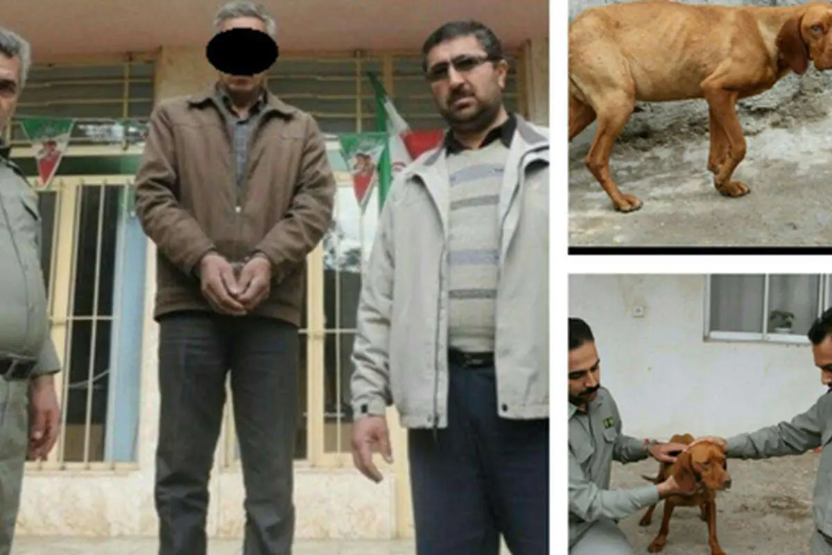 بازداشت عامل آزار یک سگ در گلستان