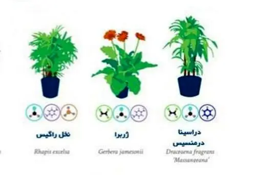 (تصاویر) بهترین گیاهان آپارتمانی برای تصفیه هوا